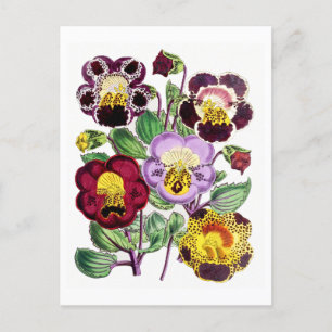 Carte postale Vintage de fleurs de singes