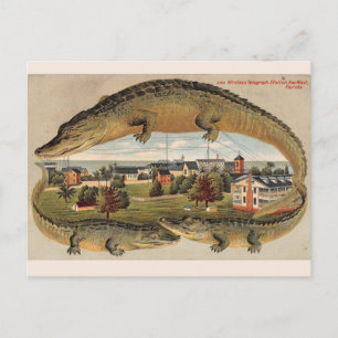 Carte postale vintage de l'alligator de Key West