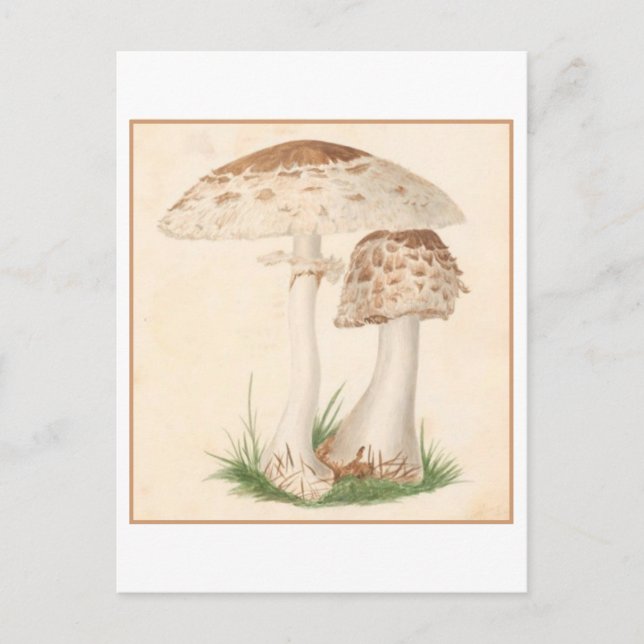 Carte postale vintage d'illustration botanique (Devant)