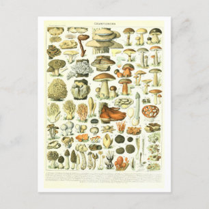 Carte postale vintage d'illustration botanique