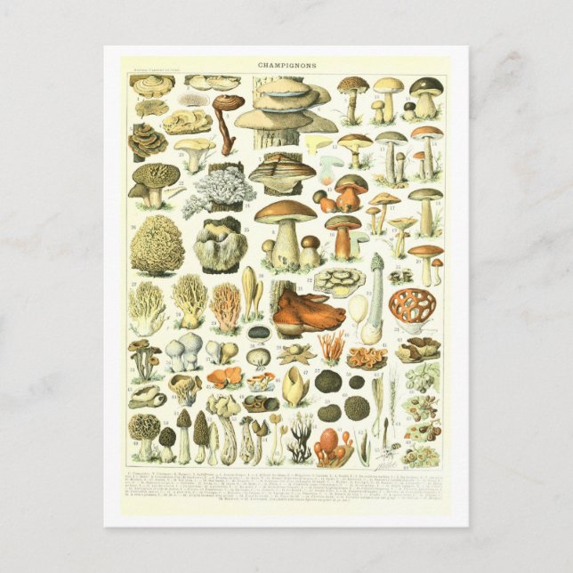Carte postale vintage d'illustration botanique (Devant)