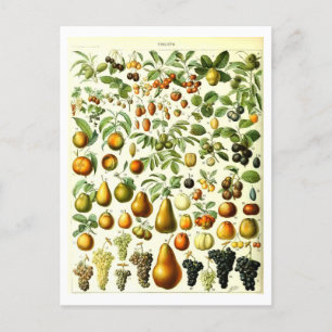Carte postale vintage d'illustration végétale de f