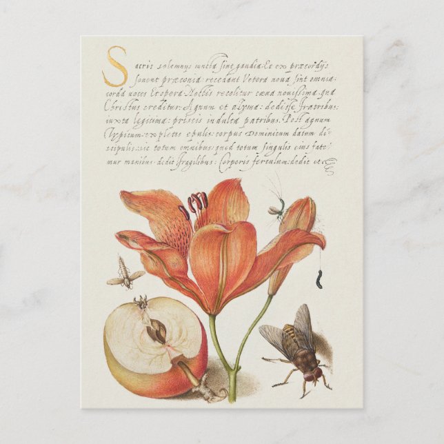 Carte postale vintage d'illustrations botaniques (Devant)