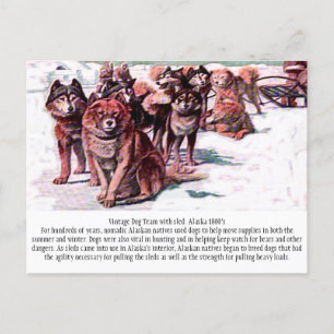 Carte Postale "Vintage Dog Team: Alaska"