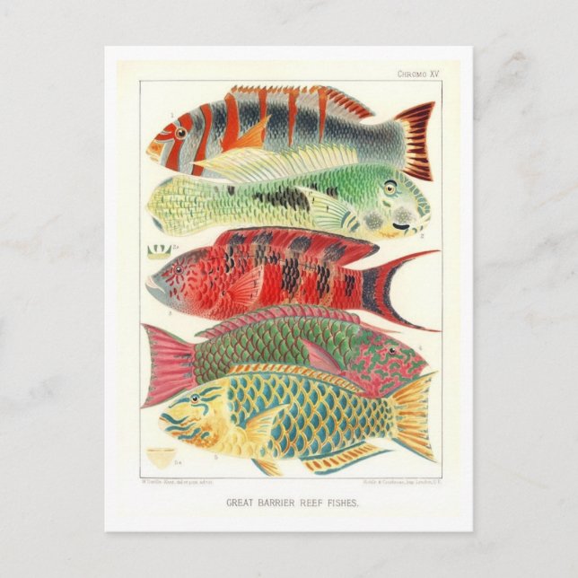 Carte postale Vintage du poisson de la Grande barr (Devant)