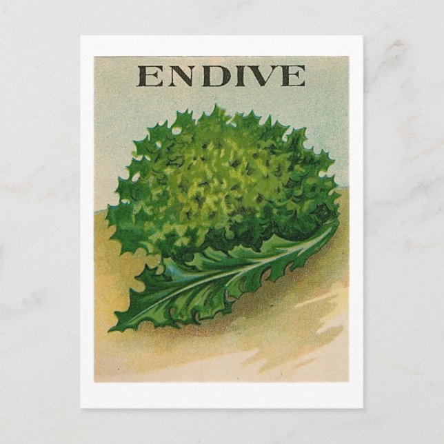 Carte postale vintage endive seed paquet (Devant)