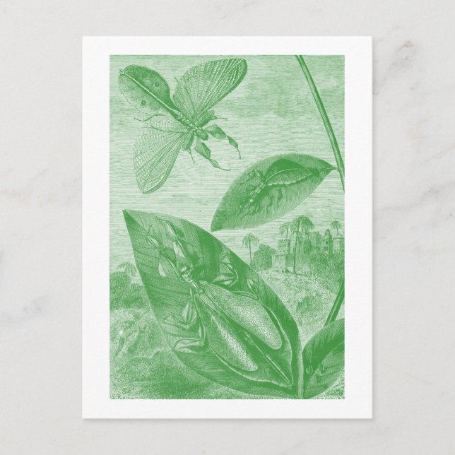 Carte Postale Vintage Entomology (Devant)