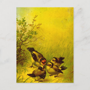 Carte postale vintage Éperviers peints