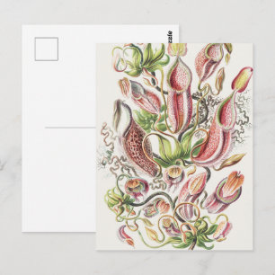 Carte Postale Vintage Ernst Haeckel Plante Pitcher Botanique