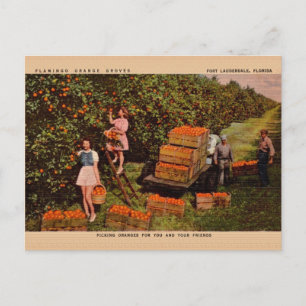 Carte postale vintage Flamant rose Orange Groves F