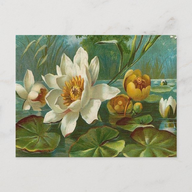 Carte Postale Vintage, Fleur aquatique, Anniversaire de la femme (Devant)