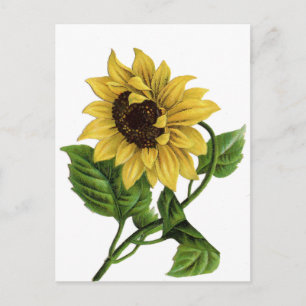 Carte postale vintage florale jaune tournesol