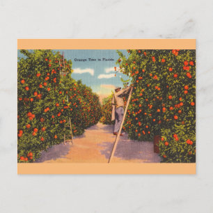 Carte postale vintage Florida Orange Groves