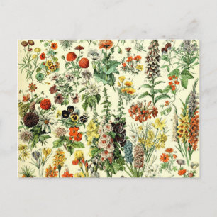 Carte Postale Vintage Flowers Old Illustration Art