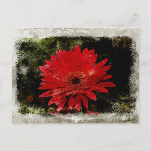 Carte Postale Vintage Gerber Daisy