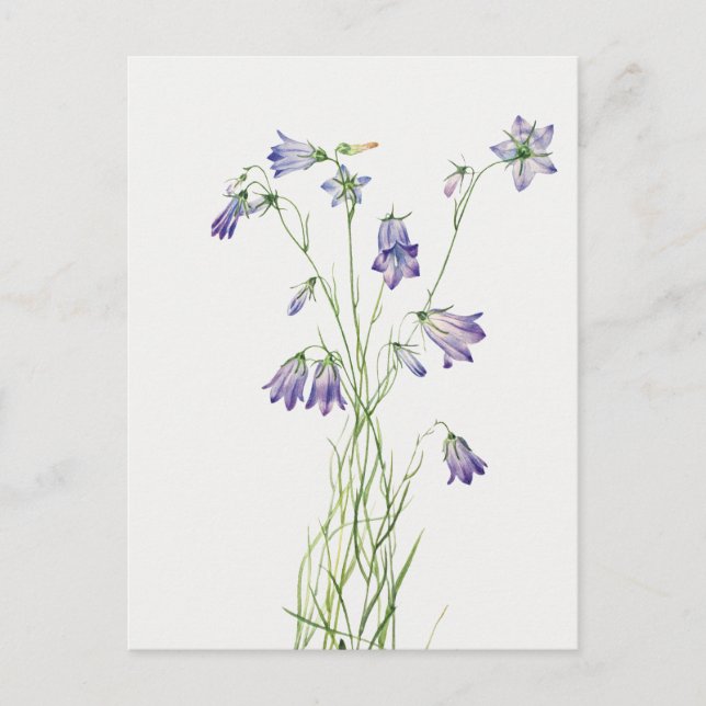 Carte postale vintage Harebell Flower (Devant)