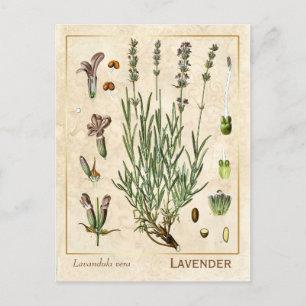 Carte Postale Vintage Herbe Médicinale Lavande Fleur Botanique