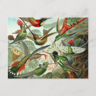 Carte postale vintage Humminbirds