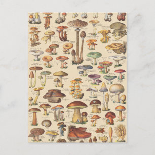 Carte Postale Vintage illustration de mushrooms