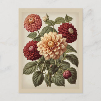 Carte Postale Vintage Illustration of Dahlias 