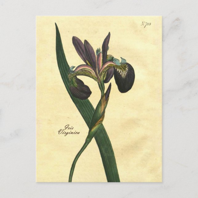 Carte postale vintage Iris Botanique (Devant)