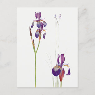 Carte postale vintage Iris Flower