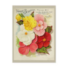 Vintage Jardinage Begonia - Catalogue des semences