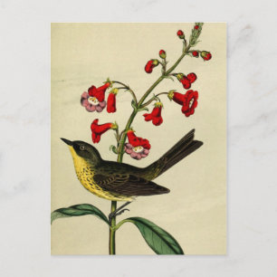 Carte Postale Vintage Kirtlands Paruline Oiseau