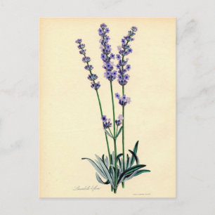 Carte postale vintage Lavendar