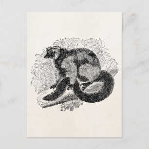 Carte Postale Vintage Lemur 1800s Lemurs Illustration Modèle