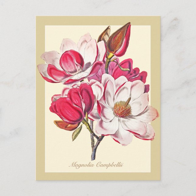 Carte Postale Vintage Magnolia rose Fleurs blanches (Devant)