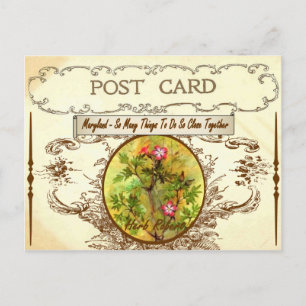 Carte postale vintage Maryland State Flower