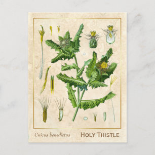 Carte Postale Vintage Médicinal Plante Bienheureux Chardon Botan