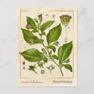 Carte Postale Vintage Médicinal Plante nuit Herbe Botanique