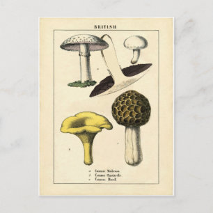 Carte Postale Vintage Mushroom Botanical Print