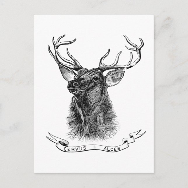 Carte postale vintage noir blanc cerf (Devant)
