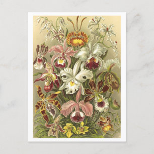 Carte postale vintage Orchidées Botanique Illustra