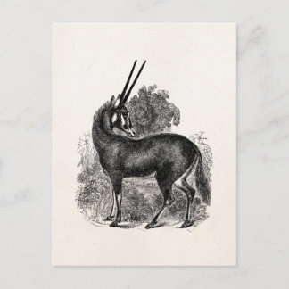 Carte Postale Vintage Oryx Antelope Gazelle Animaux personnalisé
