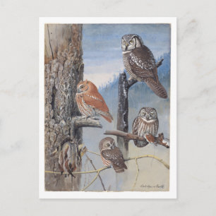 Carte postale Vintage Owl