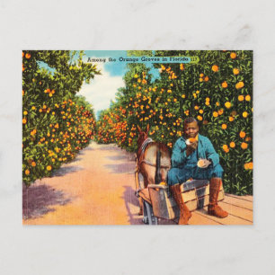 Carte Postale Vintage Parmi les Orange Groves en Floride Voyage