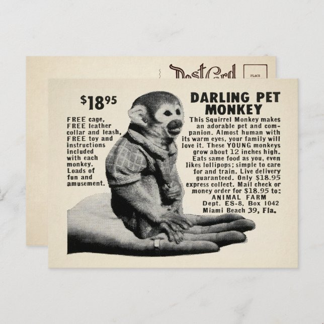 Carte postale vintage Pet Monkey Mail  (Devant / Derrière)