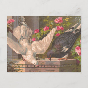Carte postale Vintage "Pigeon and White Dove"