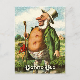 Carte postale vintage : Pomme de terre