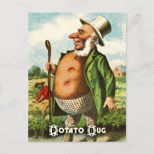 Carte postale vintage : Pomme de terre (Devant)