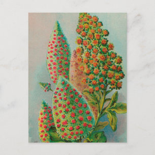 Carte Postale Vintage : publicité agricole -