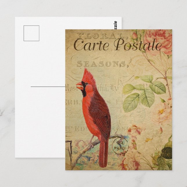 Carte Postale Vintage Red Cardinal Bird (Devant / Derrière)