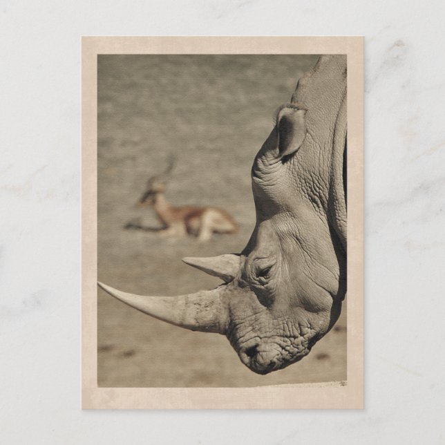Carte postale vintage rhinocéros (Devant)
