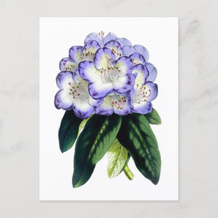 Carte postale Vintage Rhododendron