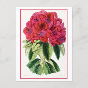 Carte postale Vintage Rhododendron rouge