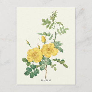 Carte Postale Vintage Rose Botanique